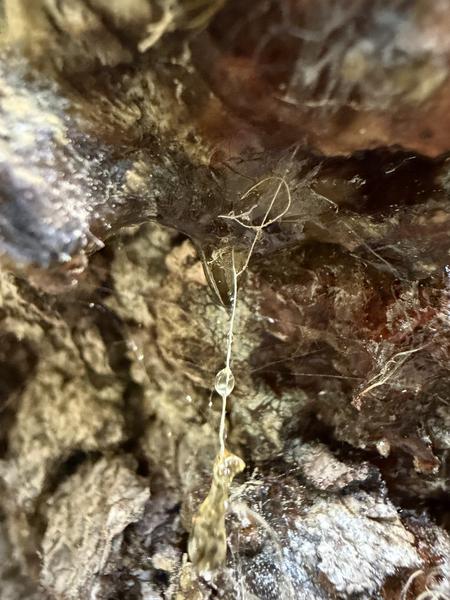 This close-up photo reveals the intricate texture of tree bark, adorned with glistening sap and delicate, almost web-like strands